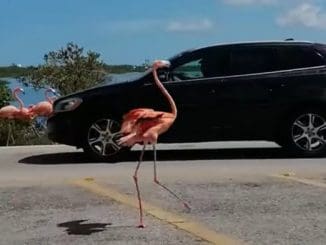 Foto: captura de pantalla.