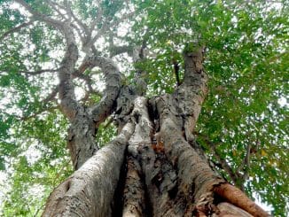 50c9eed0996e11b100ab670e647dd444 XL