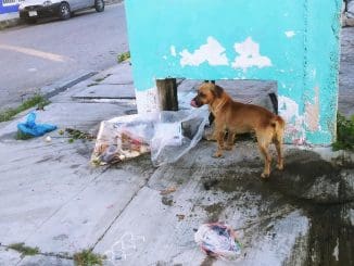 128408471 10164431279320117 4196419012963451584 o