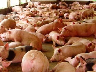 Magazine58c08cb3f1987