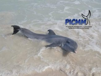 Delfin Las Coloradas