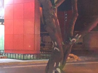 161026567 1415996912093716 3337756823524830456 o