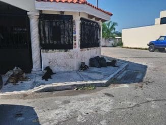 172715503 10218824107063752 8421590578955196673 n