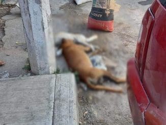 176729226 741812839821766 399170244008659349 n