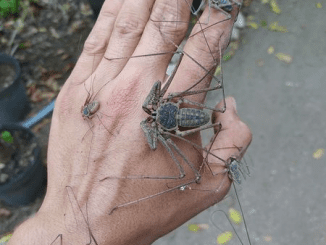 185610658 258875462651419 1269203895761575695 n