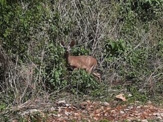 Venado