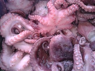 PULPO SAder