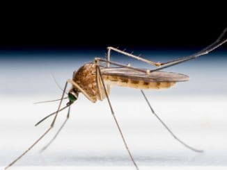 61532b2e54b62anuncian resultados iniciales positivos de vacuna contra chikungunya