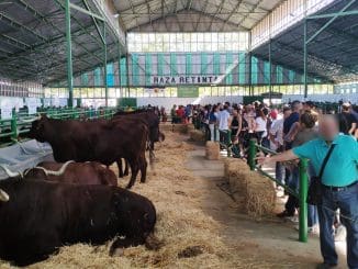 Pabellón de vacunos en la Feria de Zafra, Badajoz (2019)