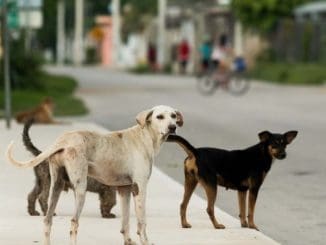 Animales de la calle