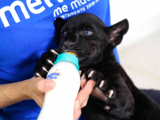 Jaguar negro merida 770x490