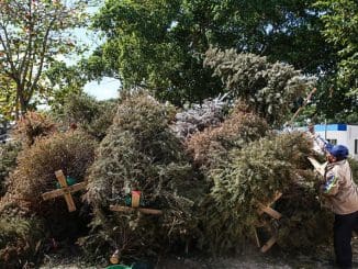 07ENE20 Acopio Arboles