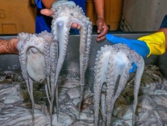 200721 VMVA AGRICULTURA CONAPESCA PULPO 1 1024x683