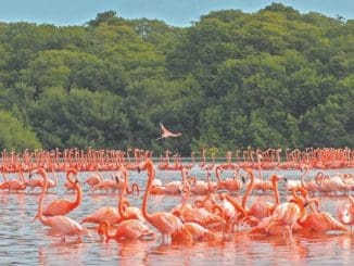 FLAMENCOS