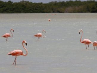 FLAMENCOS