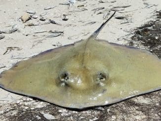 MANTARRAYA