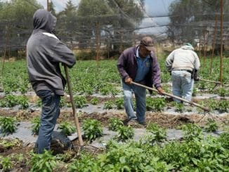 Arranca Inegi el Censo Agropecuario