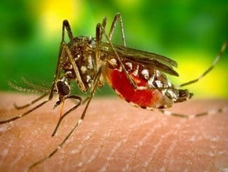 Americadigital zika 2020