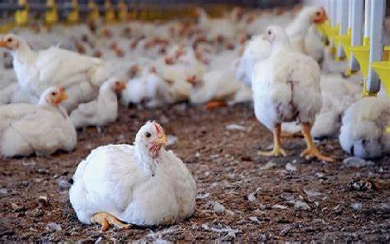 Alerta máxima en granjas avícolas de Yucatán - Desde el Balcon