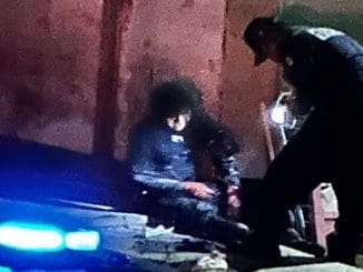 Atacan perros scaled