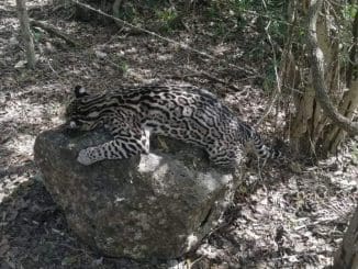 WhatsApp Image 2023 02 06 at 10.01.13