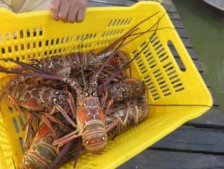 GNYUC Progreso langosta1 (DDIA) langosta1