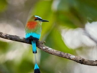 FESTIVAL AVES THO scaled