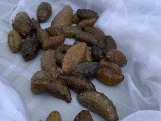 Pepino de mar scaled