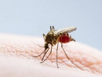 Dengue ficha 8be9bf5a 1200x630