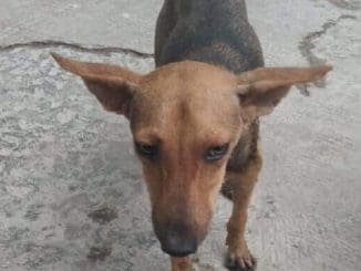 MALTRATO Y CRUELDAD ANIMAL TICUL scaled e1689912352792