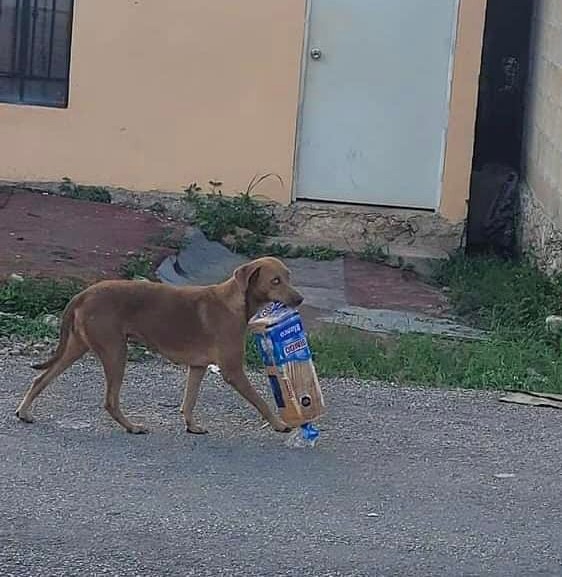PERRO