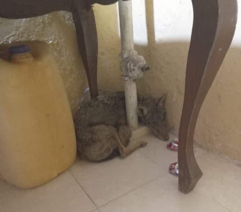 IMG 20240405 WA0040(1)