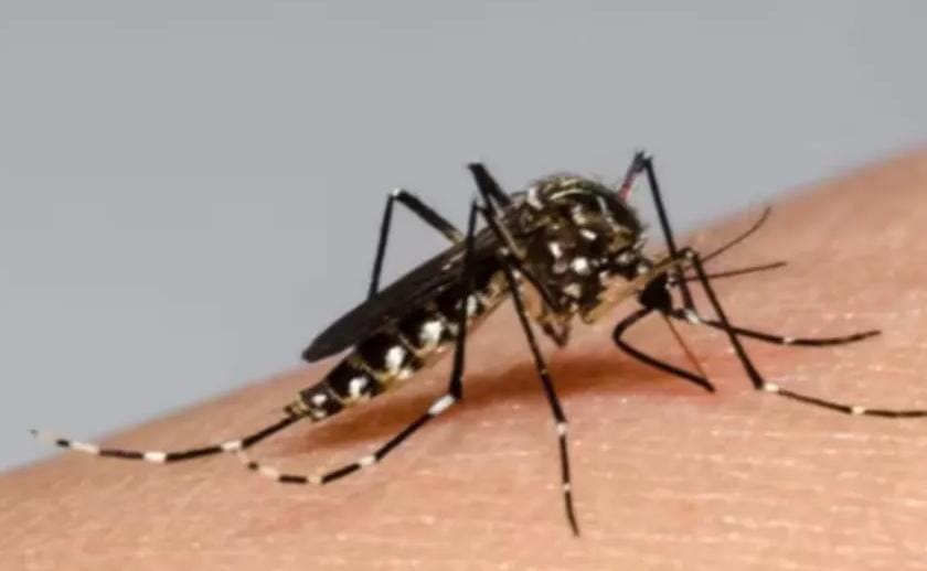 DENGUE