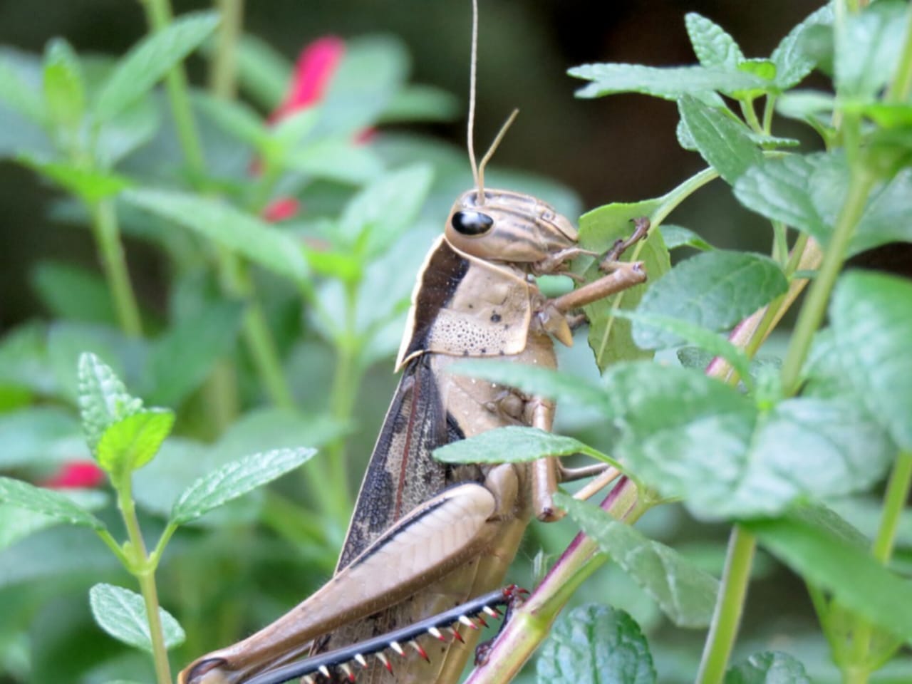 Imagen de WhatsApp 2024 07 14 a las 06.33.52 9de4add0