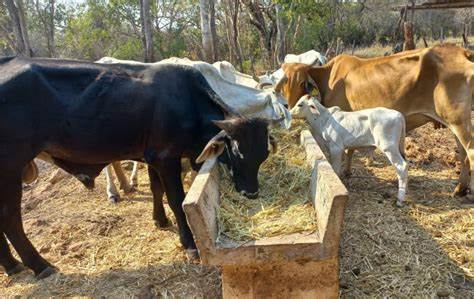 Imagen de whatsapp 2025 03 08 a las 12.15.16 2cedfa86