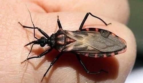 Imagen de whatsapp 2025 06 21 a las 11.16.50 6ed2cc04