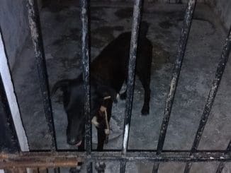 Perrito encarcelado sisal