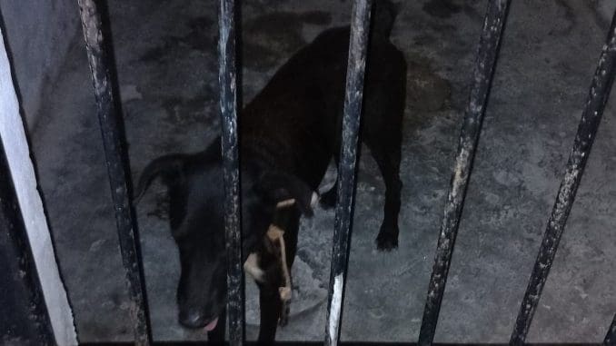 Perrito encarcelado sisal