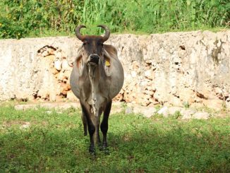 WhatsApp Image 2026 01 10 at 11.17.22 AM (1)