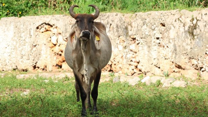 WhatsApp Image 2026 01 10 at 11.17.22 AM