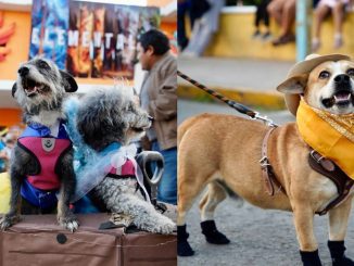 WhatsApp Image 2026 02 12 at 11.36.13 AM