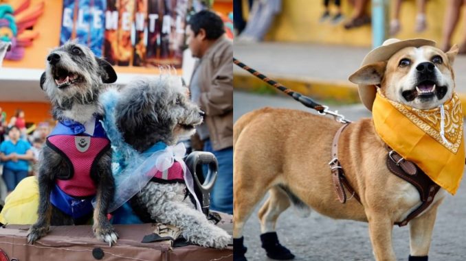 WhatsApp Image 2026 02 12 at 11.36.13 AM